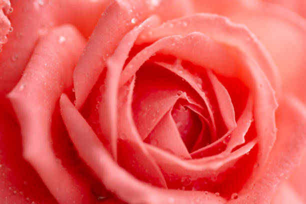 istock Pink rose flower with drops on the petals. 1444138177