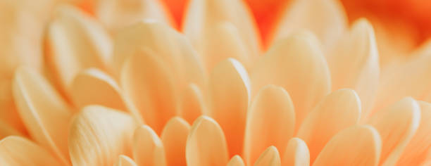 istock A white chrysanthemum flower. 1444138198
