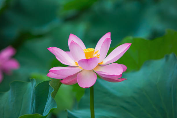 istock Lotus flower blossom 1444139076