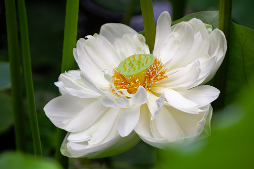 Macro view looking down into a white lily. The stigma and stamens are clearly visible, as are grains of pollen sticking to these structures. The pollen has stained the white petals with yellow. Raindrops cling to the petals.