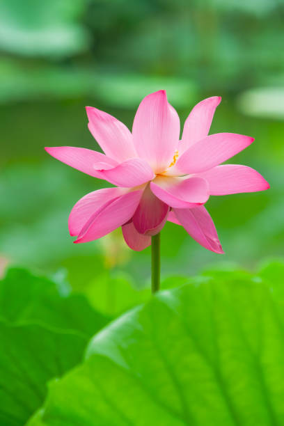 istock Lotus flower blossom 1444139158