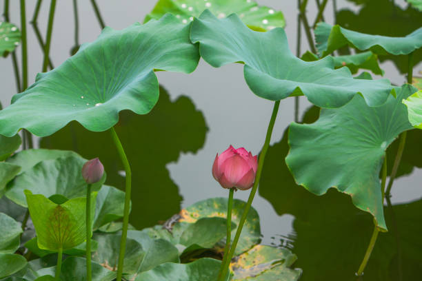 istock Lotus flower blossom 1444139182
