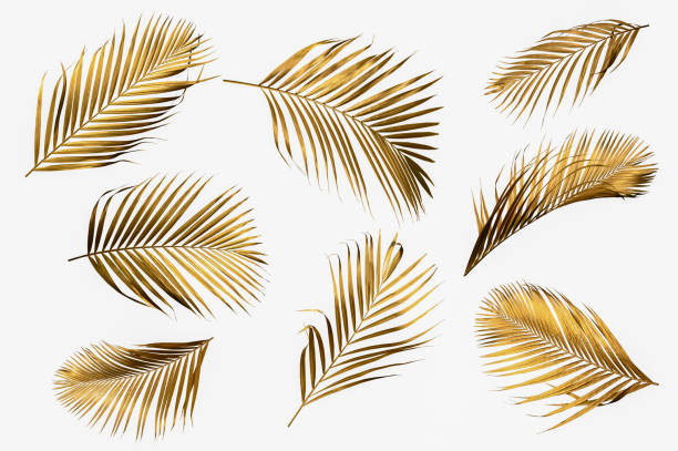 istock Gold palm leaves plant frame isolated on a white background. top view. copy space. abstract. 1444142363