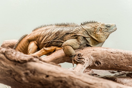 An Iguana lizard sitting on a branch
