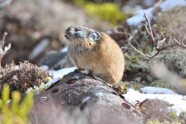 un pika settentrionale emerge dal terreno roccioso del parco nazionale di daisetsuzan in hokkaido dopo una nevicata - pike foto e immagini stock