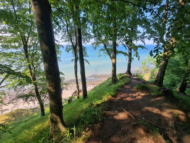 istock The forest, the trees rise up to the cliffs 1444145046