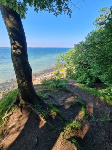 istock The forest, the trees rise up to the cliffs 1444145053