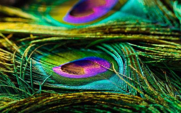 istock Beautiful shiny bright peacock feather closeup. Colorful feather. 1444145368