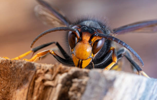 Asian hornet from Catalonia - portrait stock photo