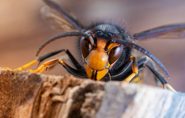 Asian hornet from Catalonia - portrait Asian hornet (Vespa velutina), also known as the yellow-legged hornet or Asian predatory wasp, is a species of hornet indigenous to Southeast Asia. It is of concern as an invasive species in European countries like France or Spain. arthropod stock pictures, royalty-free photos & images