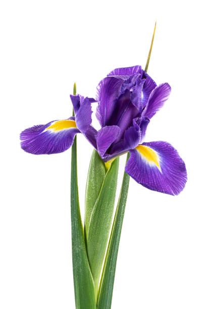 istock Beautiful Blue English Iris (Iridaceae Iris latifolia) isolated on white background 1444146682