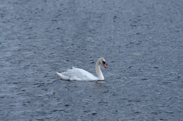 istock White swan floating on the water 1444147281