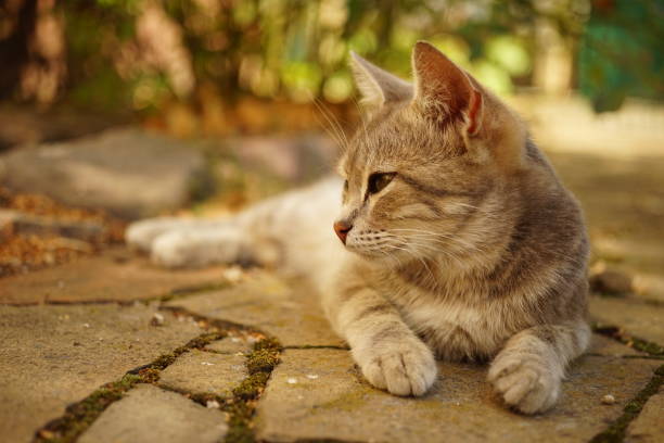istock grey cat rest in sunny autumn garden 1444149502