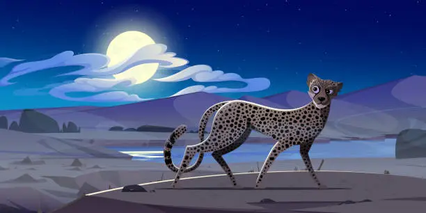 Vector illustration of Cheetah at night african desert landscape, gepard