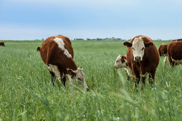 istock Countryside landscape with cows grazing, 1444153905