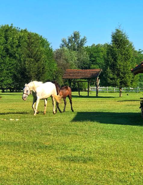 istock View of playful horses. 1444153953