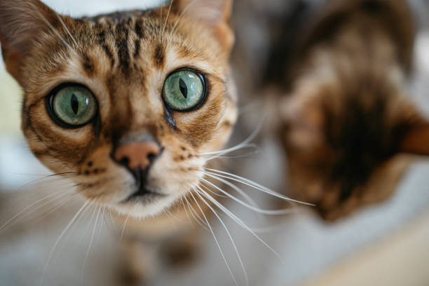 Cat with big green eyes looking in the camera