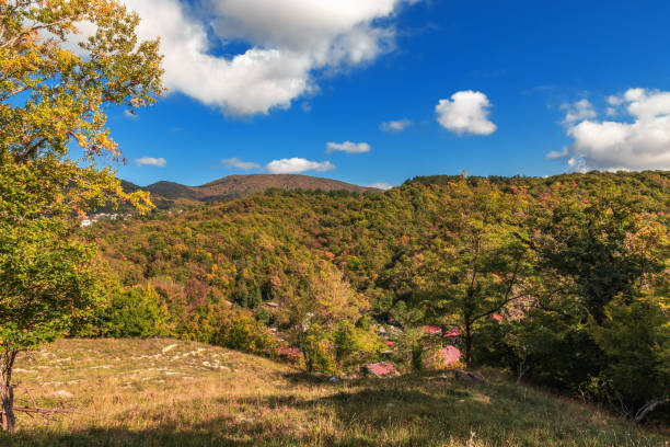 istock The yellow-red forest is illuminated by sunlight in autumn 1444154764