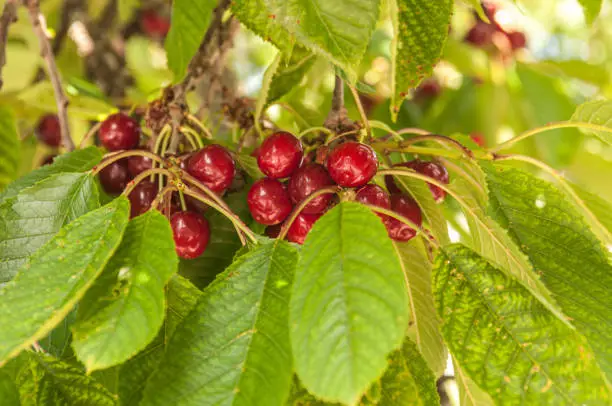 Photo of Bunch of ripe cherries hiding behind blurry green leaves