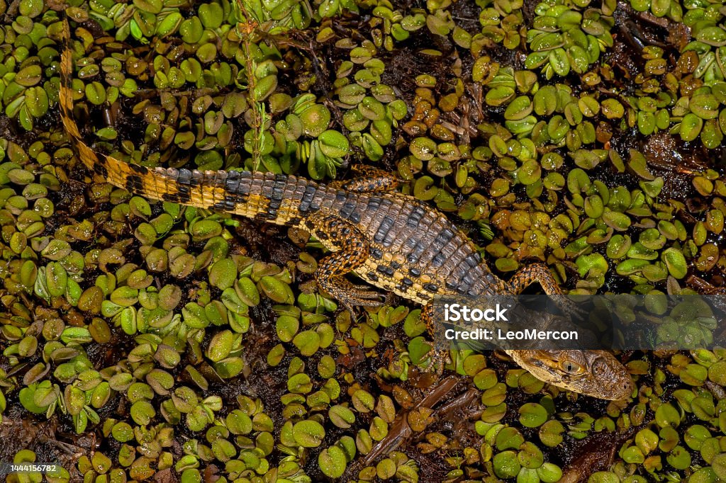 Yellowchatted Alligator Broadsnouted Caiman Stock Photo - Download Image  Now - iStock