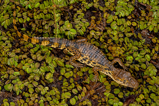 Yellowchatted Alligator Broadsnouted Caiman Stock Photo - Download Image  Now - iStock