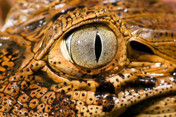 istock Yellow-chatted alligator (Caiman latirostris) | Broad-snouted caiman 1444156913