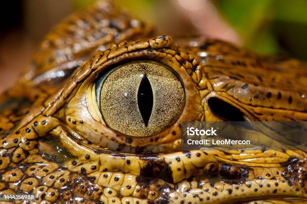 Yellowchatted Alligator Broadsnouted Caiman Stock Photo - Download Image Now - iStock Yellowchatted Alligator Broadsnouted Caiman Stock Photo - Download Image Now - iStock