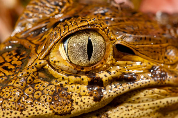 istock Yellow-chatted alligator (Caiman latirostris) | Broad-snouted caiman 1444156994