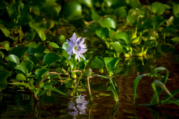Aguapé (Pontederia crassipes) | Water Hyacinth stock photo