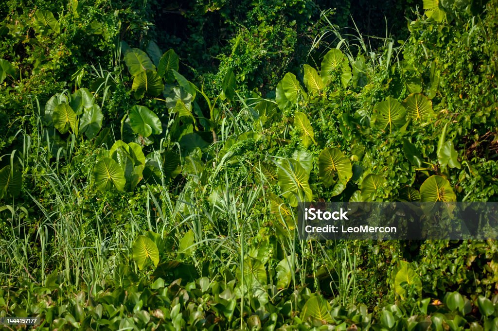 Vegetação (Plantae) | Vegetation Vegetação (Plantae) fotografado em Itaúnas, Espírito Santo -  Sudeste do Brasil. Bioma Mata Atlântica. Registro feito em 2009.

ENGLISH: Vegetation photographed in Itaunas, EspIrito Santo - Southeast of Brazil. Atlantic Forest Biome. Picture made in 2009. Autotroph Stock Photo