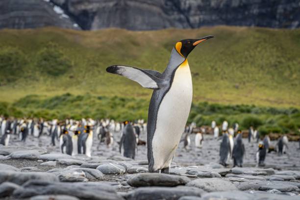 primeiras tentativas de voo de um pinguim-rei - (aptenodytes patagonicus) colônia de pinguins-rei gold harbour - baía cênica na geórgia do sul - pinguim de schlegel - fotografias e filmes do acervo