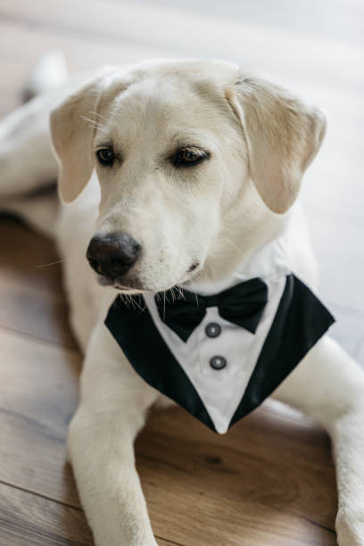 istock Labrador with lapel collar and bow tie 1444161405