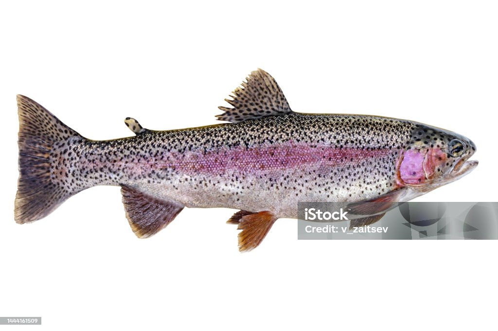 Rainbow trout isolated on a white background Rainbow trout isolated on white background, clipping path included Speckled Trout Stock Photo