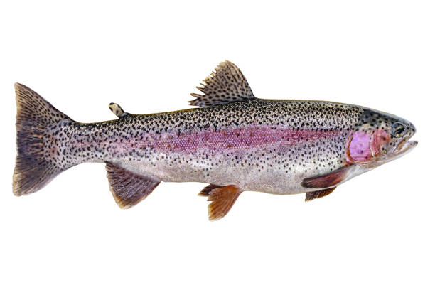 rainbow trout isolated on a white background - rainbow trout imagens e fotografias de stock