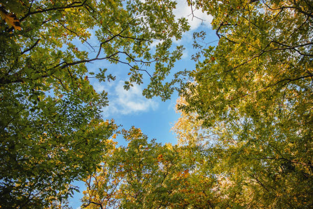 istock Treetops in autumn against the sky. 1444166081