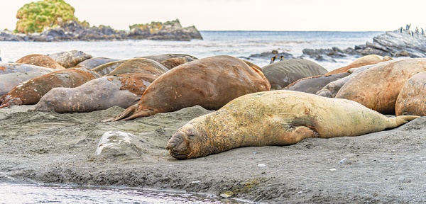 South Georgia - Where king penguins and elephant seals say goodnight - Southern Elephant Seal\n(Mirounga leonin) lies relaxed on the shore in the sand