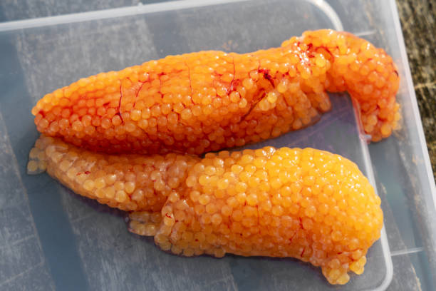 Fresh red caviar from fish that have been just caught, outdoors