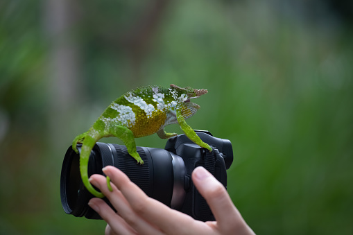 chameleon sitting on a mirrorless digital camera. High quality photo