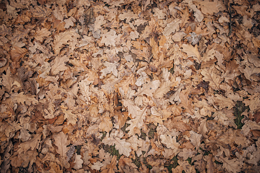 Ground fully covered with autumn leaves.