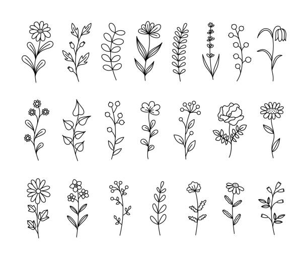 ilustraciones, imágenes clip art, dibujos animados e iconos de stock de conjunto de hierbas y flores silvestres. arte lineal. elementos florales dibujados a mano. ilustración botánica vectorial. - massage therapist illustrations