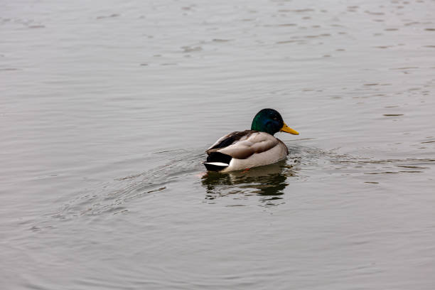 istock Duck swimming in a river 1444172926