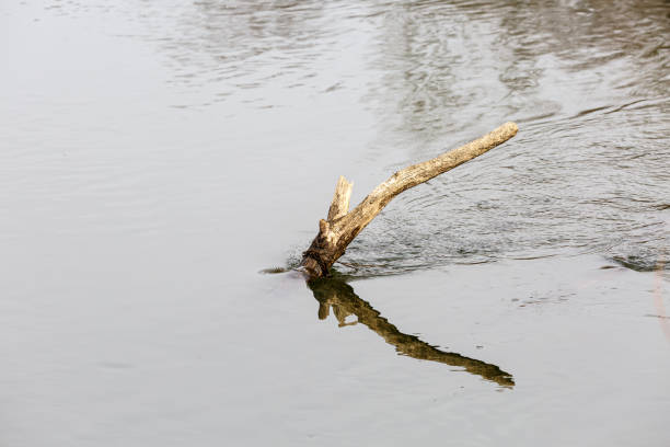 istock Dry branch in the river 1444173001