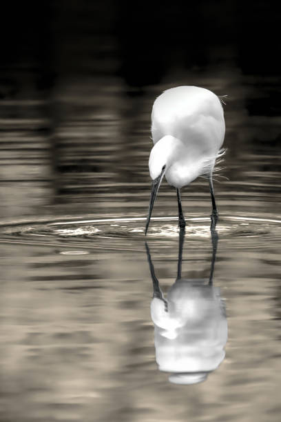 istock Reflection of a white great egret (Ardea Alba) 1444173027