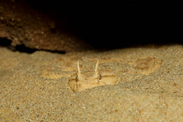 Close up Sahara horn viper in sand at the cave