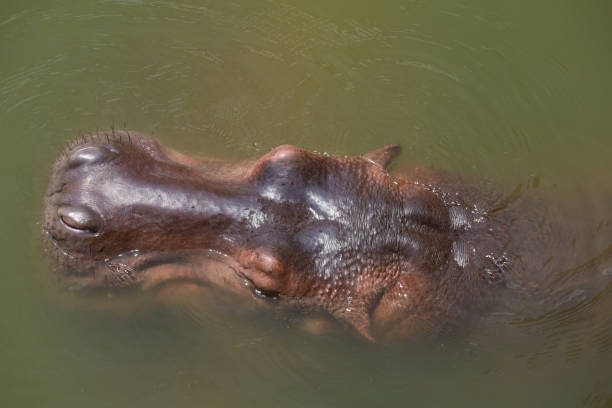 cabeza cercana hipopótamo en el río - hippopotamus amphibian sleeping hippo sleeping fotografías e imágenes de stock