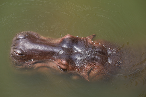 Close up head hippopotamus In the river