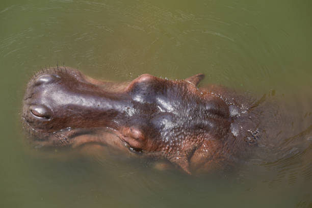 hipopotam z bliska w rzece - hippopotamus amphibian sleeping hippo sleeping zdjęcia i obrazy z banku zdjęć
