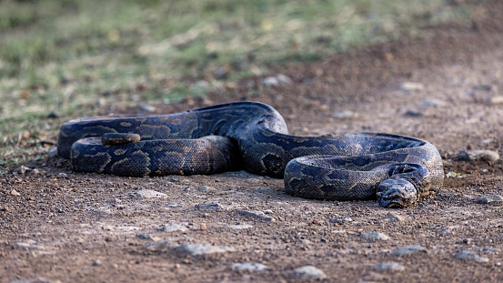 A southern Africa rock python, Python natalensis, curled up on a dirt road in the Masai Mara, Kenya. This snake can grow to over five metres and is one of the largest snakes in the world.