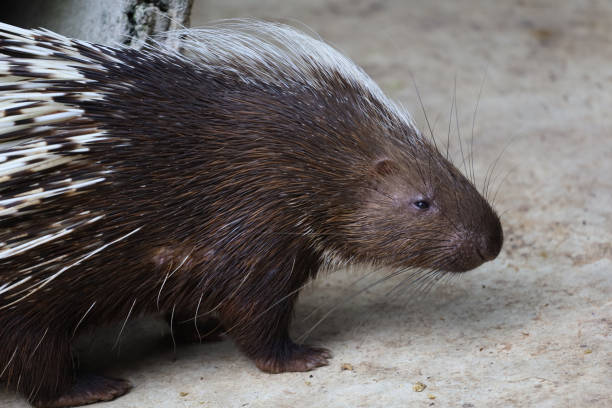 istock Close up the malayan porcupine animal 1444176752