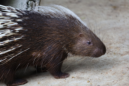 Close up the malayan porcupine animal